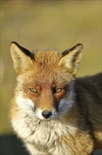 Red fox (Vulpes vulpes) animal portrait, Amsterdam, Netherlands