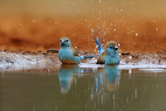 Angolan butterfly finch (Uraeginthus angolensis), blue-eared butterfly finch, adult, two birds, at