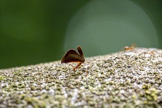 Leaf-cutter ant (Atta cephalotes) carrying a piece of leaf, Corcovado National Park, Osa Peninsula,