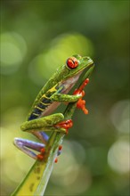 Red-eyed tree frog (Agalychnis callidryas), sitting on a leaf, Heredia province, Costa Rica,