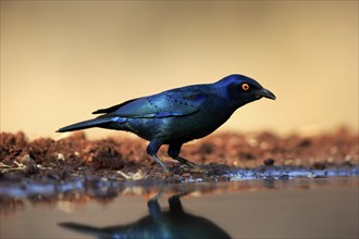 Red-shouldered Glossy Starling (Lamprotornis nitens), adult, at the water, alert, Kruger National