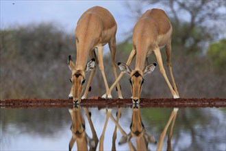 Black Heeler Antelope (Aepyceros melampus), adult, female, two, at the water, drinking, Kruger