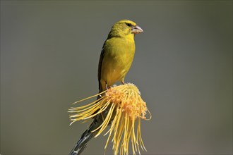 Sulphur-winged Seedeater (Crithagra sulphurata), adult, foraging, on flower, Pincushion Protea