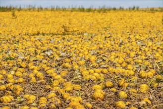 Field with Styrian oil pumpkins, partly dried up due to the drought in summer 2020, on the Lower