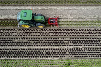 Farmer working a field with different heads of lettuce, in different stages of growth, weeds are