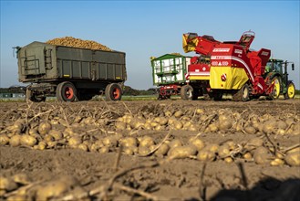 Potato harvesting, so-called split harvesting method, first the tubers are taken out of the ground,