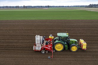 Early potatoes are placed in the soil of the field with a planting machine, Agriculture, Spring