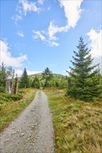 Hiking trail to Mount Lusen in late summer, Bavarian Forest, Bavaria, Germany, Europe