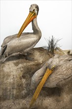 Dalmatian pelican (Pelecanus crispus), Natural History Museum, opened in 1889, Vienna, Austria,