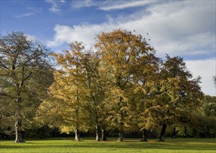 English Garden in autumn, dynamic cloud structure, Munich, Bavaria, Germany, Europe