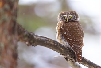 Pygmy owl (Glaucidium passerinum), Luce, Mountain area, Luce, Styria, Slovenia, Europe