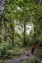 Young woman on the Cocora Valley hiking trail, Cocora Valley, Salento, Quindio, Colombia, South