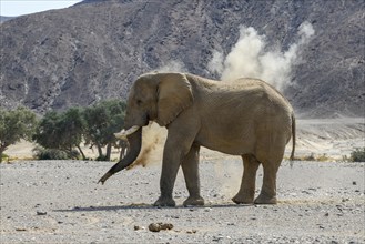 Desert elephant (Loxodonta africana) taking a sand bath in the Hoanib dry river, Kaokoveld, Kunene