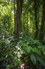 Tropical rainforest, dense green vegetation, Corcovado National Park, Osa, Puntarena Province,