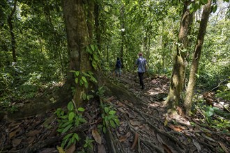 Young man and young woman on a hiking trail in the rainforest, tourists hiking in the tropical