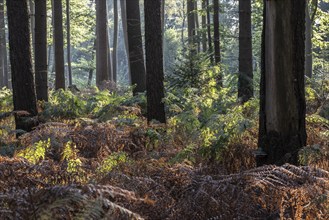 Bracken fern (Pteridium aquilinum) in spruce forest, Emsland, Lower Saxony, Germany, Europe