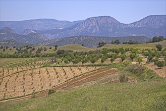 Orchards in rural landscape, Turkey, Asia