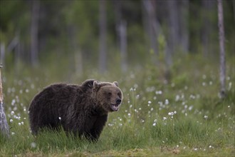 European brown bear, Karelia, Finland, Europe