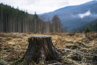 Tree stump empty landscape and forest in background. Deforestation concept. KI generiert,