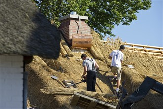 Roofer covering a thatched roof, Föhr, North Frisian Islands, North Frisia, Schleswig-Holstein,