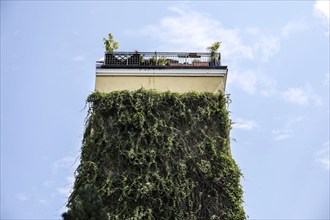 Green house facades and roof gardens. Greenery can reduce surface temperatures by up to 8 °C,