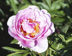 Pink peony flower in a botanical garden