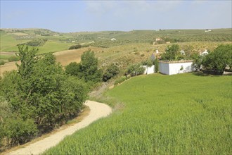 Farming landscape of Rio Setenil valley, Cuevas del Marques, Serrania de Ronda, Spain, Europe