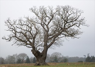 Single leafless oak tree in winter standing in field against grey overcast sky, Martlesham,