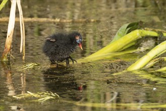 Moorhen (Gallinula chloropus) juvenile baby bird balancing on a reed stem on water of a pond in the