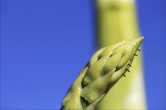 Close-up of green asparagus in the field