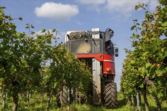 Harvest of Sankt Laurent red wine grapes in the Palatinate