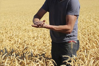 Farmer checks his grain