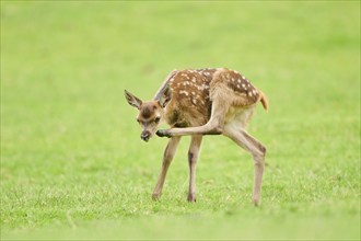 Red deer (Cervus elaphus) fawn standing on a meadow in the mountains in tirol, Kitzbühel, Wildpark