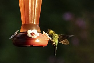 Violet-crowned Brilliant Hummingbird (Eugenes fulgens syn. Eugenes spectabilis), Los Quetzales