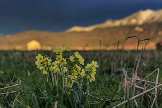 Common cowslip (Primula veris) in a meadow in front of a mountain landscape, storm clouds,