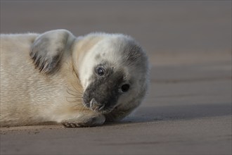 Atlantic grey seal (Halichoerus grypus) juvenile baby pup animal resting on a sandy beach, England,