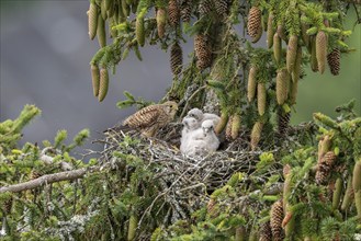 Common kestrel (Falco tinnunculus), female adult bird with young birds not yet ready to fly in the