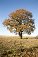 Single oak tree standing in a field in winter, Wantisden, Suffolk, England, UK