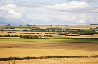 Summer landscape of golden rolling arable fields view north west from near Aldbourne, England, UK