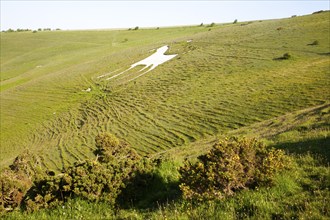 White horse figure carved in chalk scarp slope at Alton Barnes, Wiltshire, England, United Kingdom,