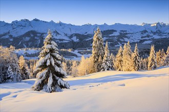 Sunrise with view from Ibergeregg to the Central Swiss Alps with Fronalpstock and Stoss, Schwyz,