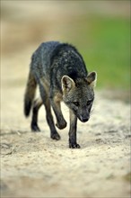 Maikong (Cerdocyon thous), adult, vigilant, stalking, Pantanal, Mato Grosso, Brazil, South America