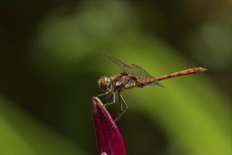 Common darter dragonfly (Sympetrum striolatum) adult male insect resting on a garden lily flower,