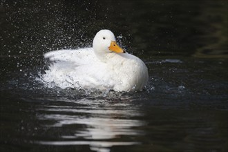 White pekin (Anas platyrhynchos domesticus) duck domesticated farm bird bathing in a lake, England,