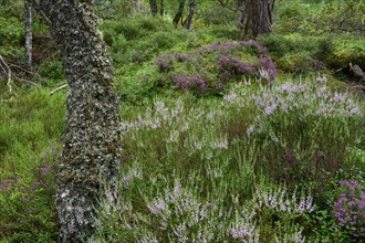 Forest with heath, Aviemore, Scotland, Great Britain