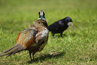 Common pheasant (Phasianus colchicus) adult male bird watching a Rook on a garden lawn, Suffolk,