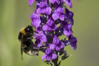 Buff tailed bumble bee (Bombus terrestris) adult insect feeding on a garden Toadflax flower in the