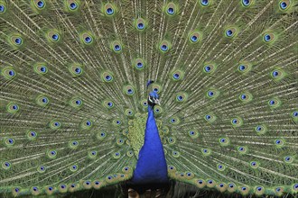 A blue peacock shows its beautiful feathers, (Pavo Scalloped ribbonfish), peacock wheel, peacock