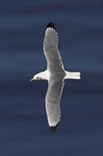 Kittiwake, flight photo, Heligoland Island, (Rissa tridactyla), Heligoland, Heligoland Island,