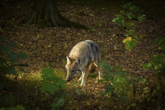 Moritzburg Game Reserve, Moritzburg, Saxony, Germany, Europe